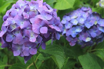 雨粒と紫の紫陽花