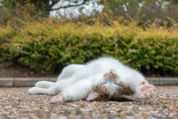 Fototapeta premium 完全にリラックスするミケっち