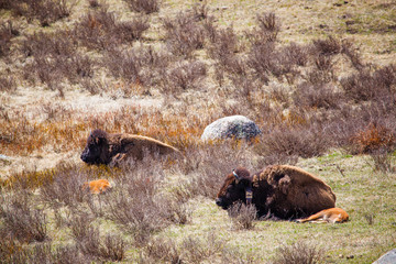 bison herd in wild landscape