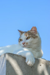 Fototapeta premium 上からのミケっち