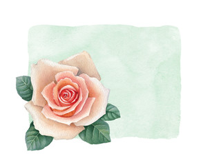 Watercolor illustration of rose flowers