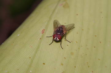 Fly insect in the green garden