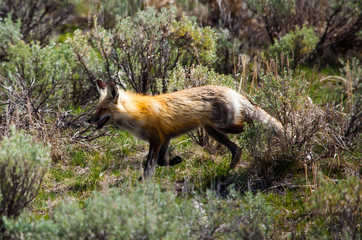 fox in yellowstone national park