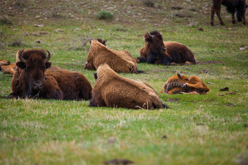 Fototapeta premium bison herd in field