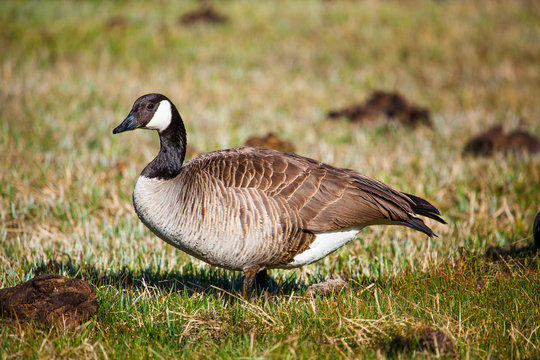 canadian goose in yellowstone national park