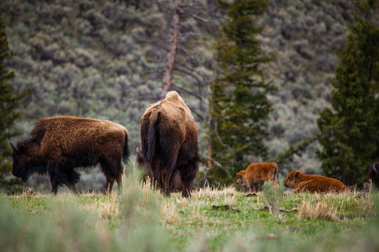 bison herd with calf