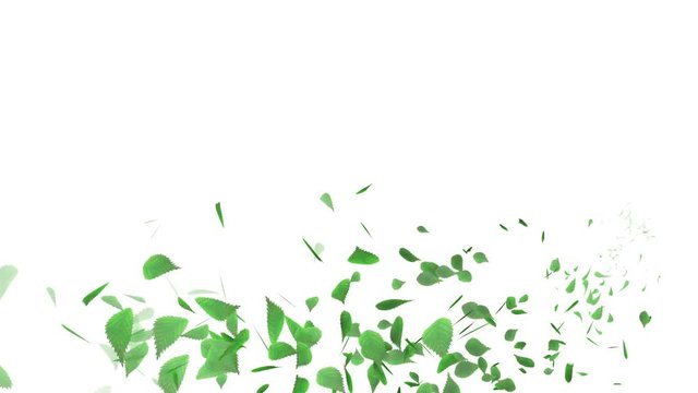 Whirling Green Leaf - White background