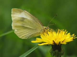 Butterfly On Dandelion
