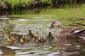 happy family circle, wild duck　水面のカルガモ子供達