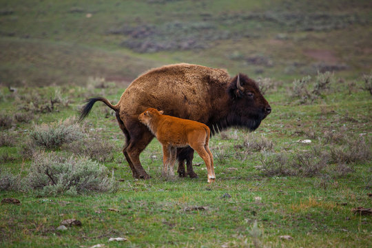 Bison Calf Feeding With Cow