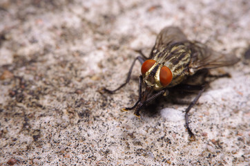 Fly insect in the green garden