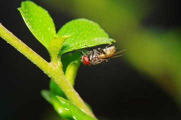 Fly insect in the green garden