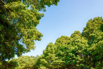 Fototapeta premium 青空と木々