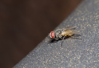 Fly insect in the green garden
