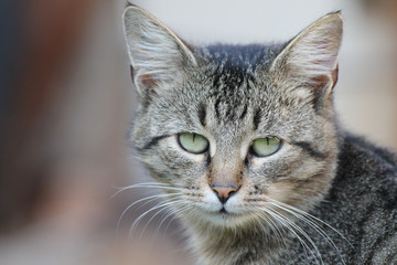 Head of tabby cat