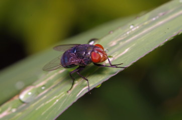 Fly insect in the green garden