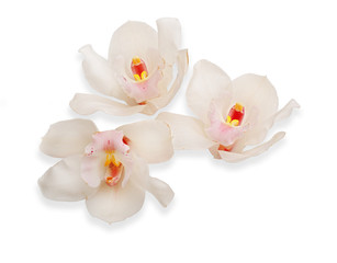 Beautiful white orchids on white background