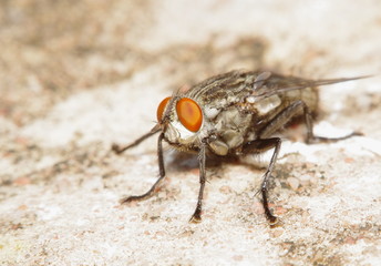 Fly insect in the green garden