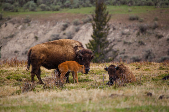 bison calf feeding with mother