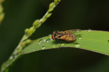 Fly insect in the green garden