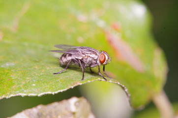 Fly insect in the green garden