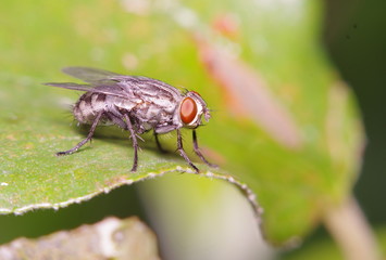 Fly insect in the green garden