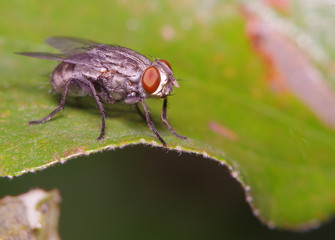 Fly insect in the green garden