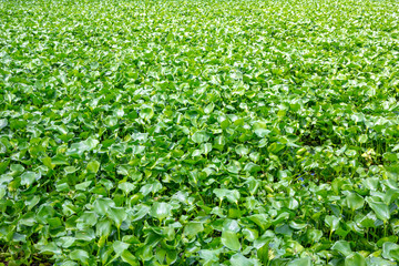 Water hyacinth green