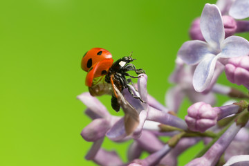 Seven spot ladybug on lilac getting ready to fly, copyspace in the photo