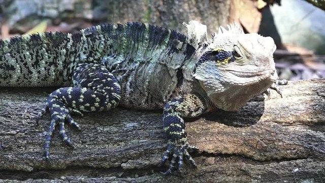 Australian water dragon n the Tropical north of Queensland Australia