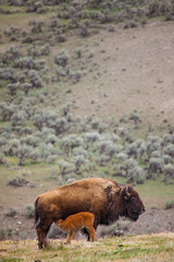 bison calf feeding with mother