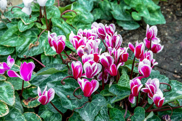 Pink begonia flowers in the park
