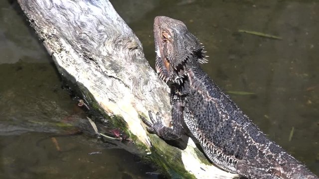 Australian water dragon in the Tropical north of Queensland Australia