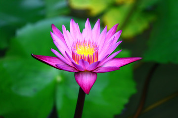 Obraz premium Water Lily