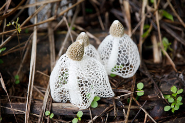 Dictyophora indusiata