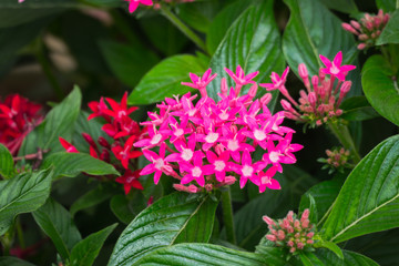 The background image of the colorful flowers