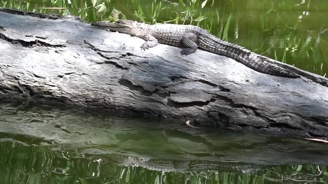 Small Australian freshwater crocodiles rest on a tree log