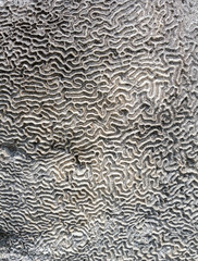 Coral on stone