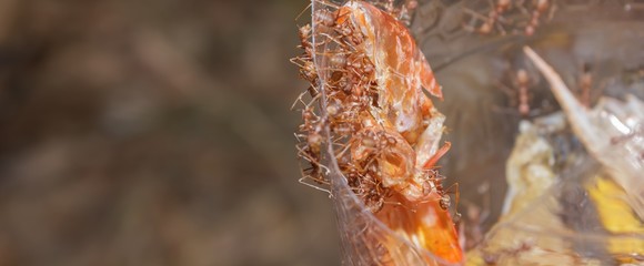 Ant to taken shrimp shell as food