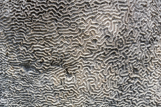 Coral on stone