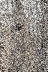 the old concrete wall.