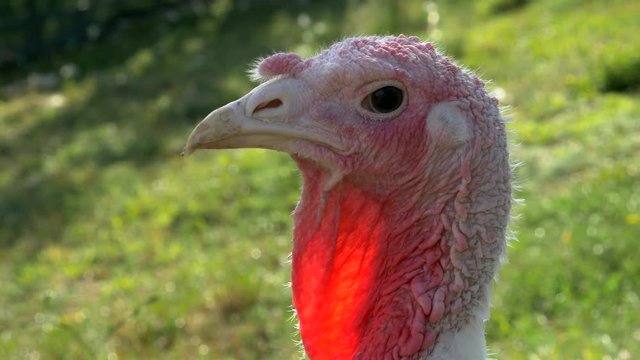 Turkey bird high definition head shoot footage in 3840x2160 UHD resolution - Turkey bird UHD video close up head video