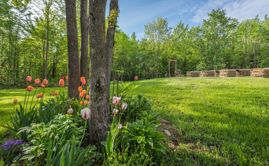 Shaded tulip and flower garden.  Country front lawn springtime. Sunny day setting for an outdoor, back yard wedding. 