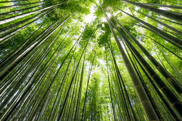 Obraz na płótnie Canvas 竹林（Bamboo grove, bamboo forest at Kamakura, Kanagawa, Japan）