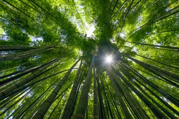 Papier Peint photo Bambou 竹林（Bamboo grove, bamboo forest at Kamakura, Kanagawa, Japan）