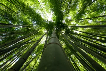 Rideaux tamisants Bambou 竹林（Bamboo grove, bamboo forest at Kamakura, Kanagawa, Japan）