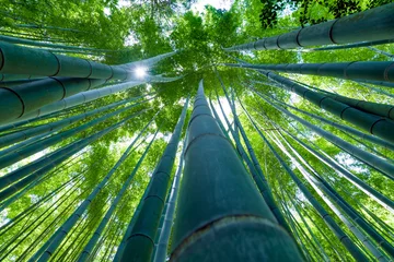 Photo sur Aluminium Bambou 竹林（Bamboo grove, bamboo forest at Kamakura, Kanagawa, Japan）