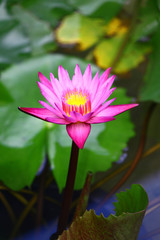 Water Lily