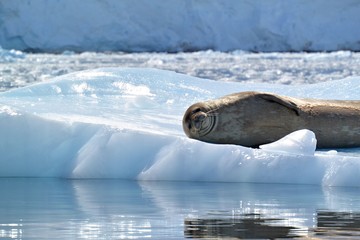 A seal playfully looking at you! 