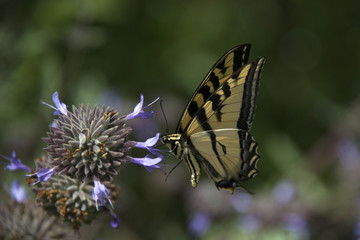 Fototapeta na wymiar Yellow and Black Swallowtail Butterfly on Purple Clary Sage flower bush